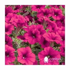 tidal wave petunia - cherry