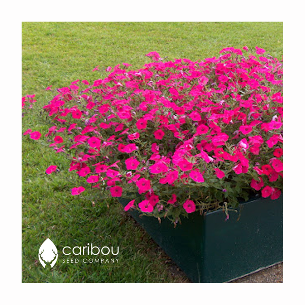 tidal wave petunia - hot pink - Caribou Seed Company