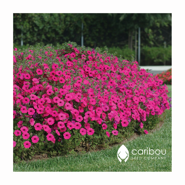 tidal wave petunia - purple - Caribou Seed Company