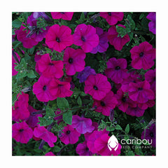 tidal wave petunia - purple