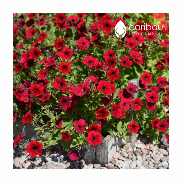 tidal wave petunia - red velour - Caribou Seed Company