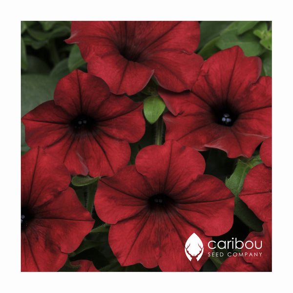 tidal wave petunia - red velour - Caribou Seed Company
