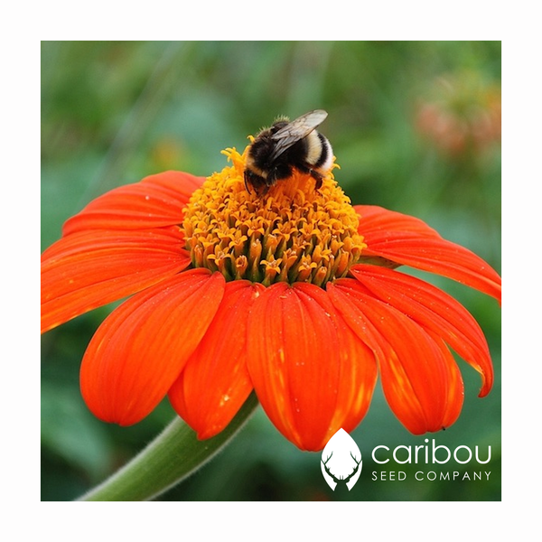 tithonia - Caribou Seed Company