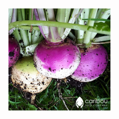 turnip