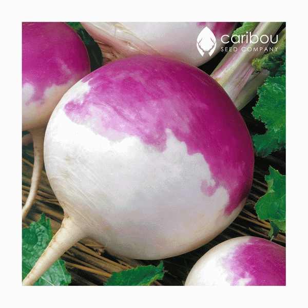 turnip