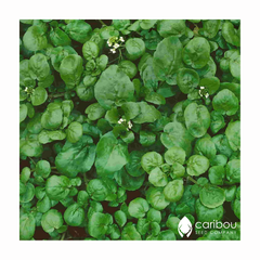 watercress