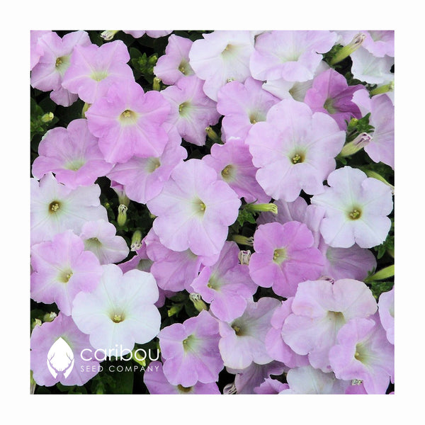 wave petunia - misty lilac - Caribou Seed Company