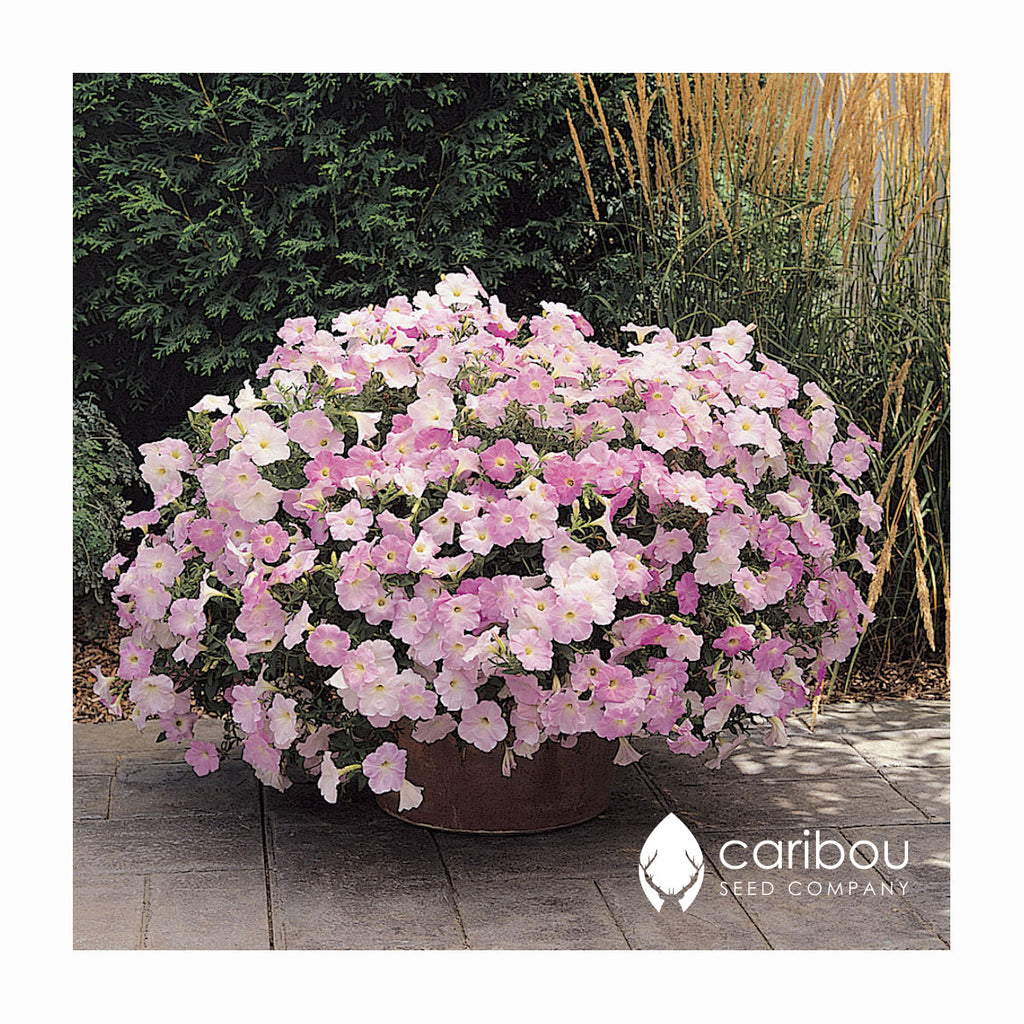 wave petunia - misty lilac - Caribou Seed Company