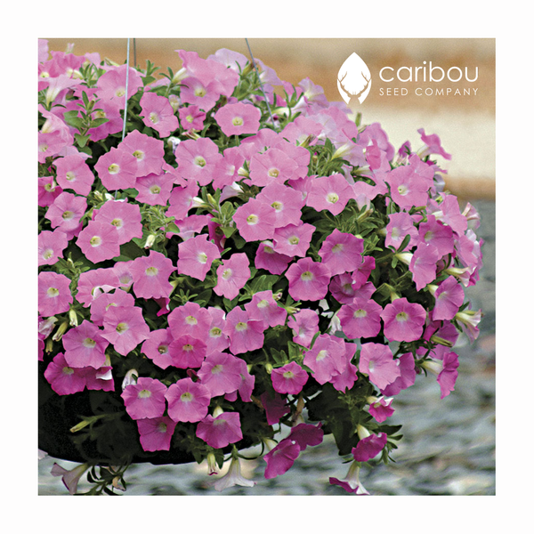 wave petunia - pink wave - Caribou Seed Company