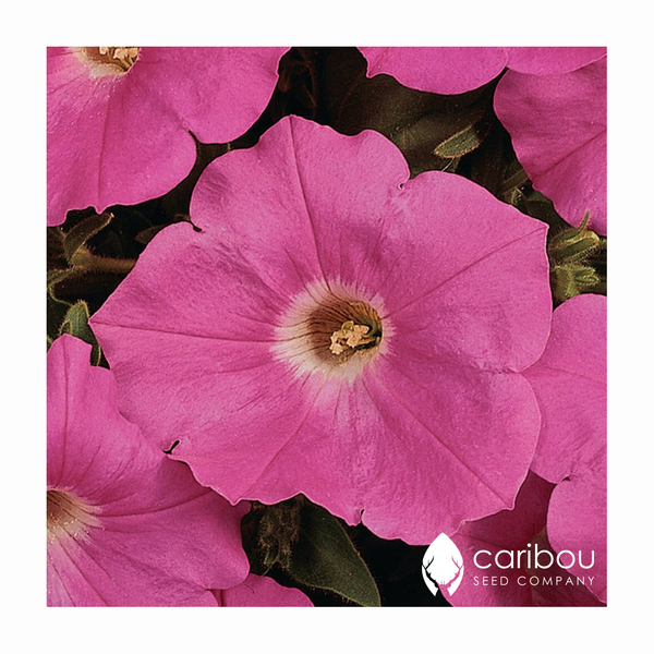 wave petunia - pink wave - Caribou Seed Company