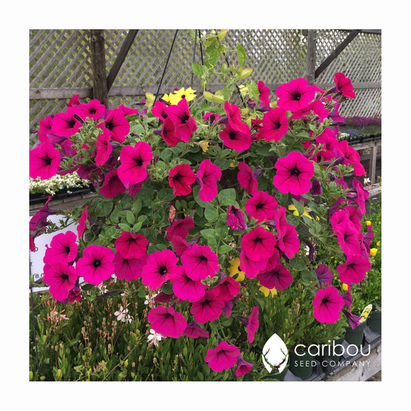wave petunia - purple classic - Caribou Seed Company