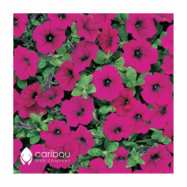 wave petunia - purple classic - Caribou Seed Company