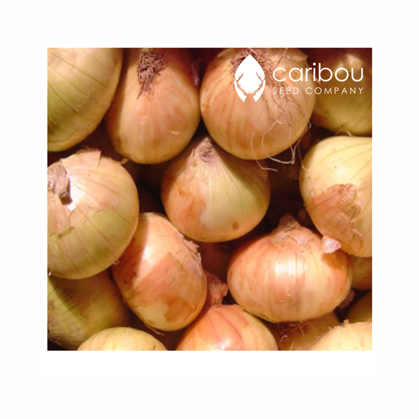 onion - Caribou Seed Company