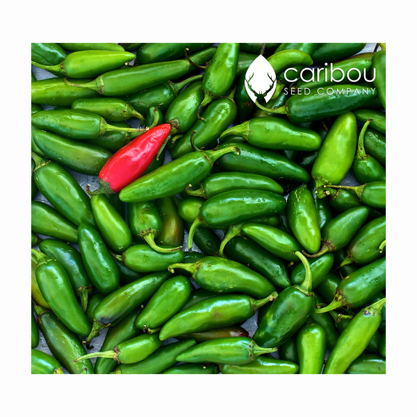 jalapeno - Caribou Seed Company