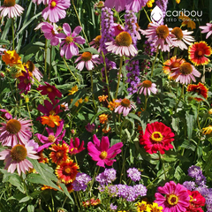 wildflower - monarch butterfly mix
