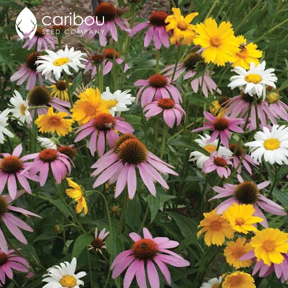 wildflower - perennial mix - Caribou Seed Company