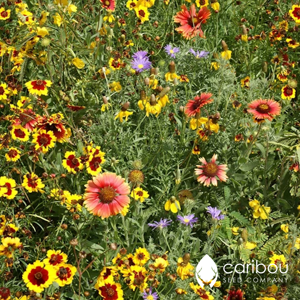 wildflower - prairie mix - Caribou Seed Company