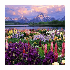 wildflower - eastern mix