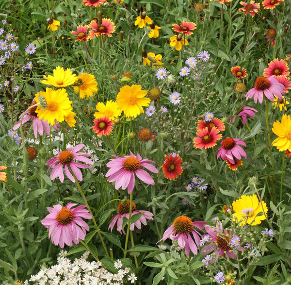 wildflower - busy bees