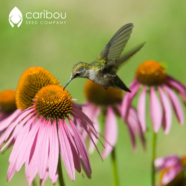 wildflower - hummingbird - Caribou Seed Company
