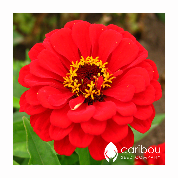 zinnia - oh canada - Caribou Seed Company