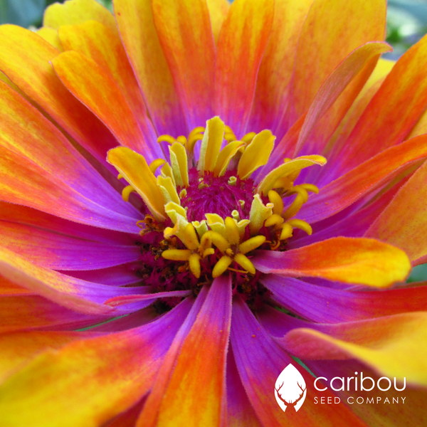 zinnia 'whirligig mix" - Caribou Seed Company