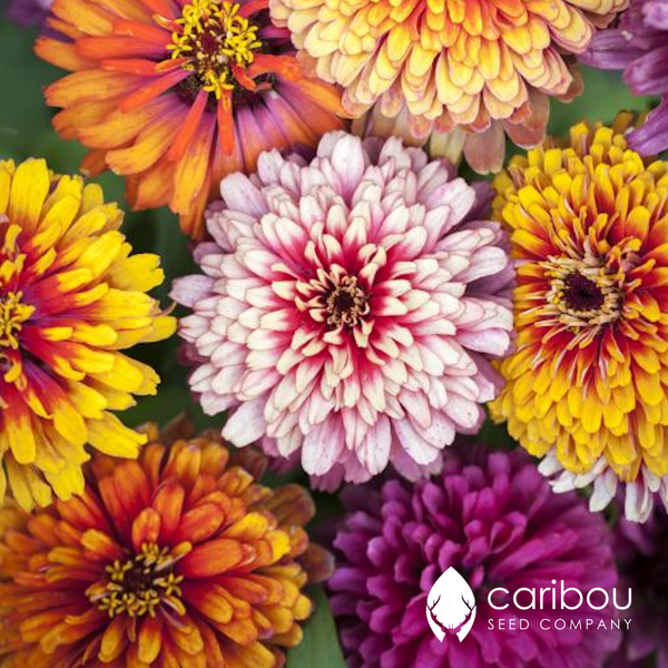 zinnia 'whirligig mix" - Caribou Seed Company