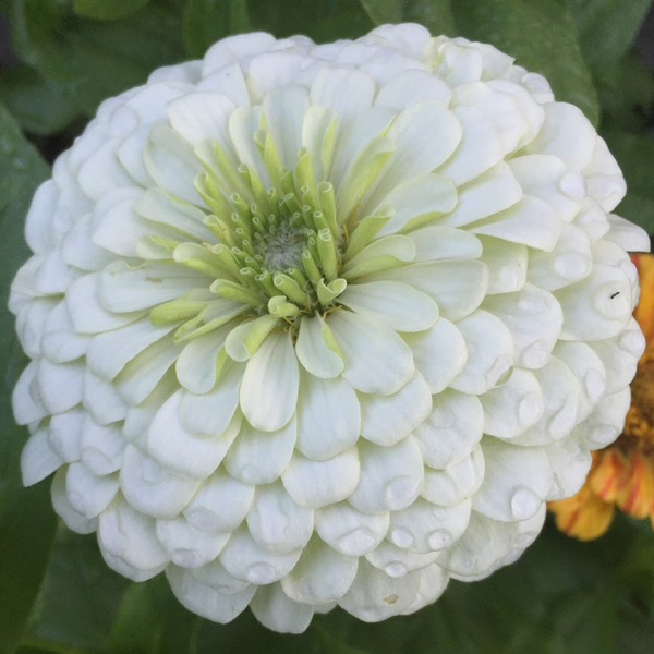 zinnia - polar white