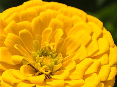 zinnia - canary yellow