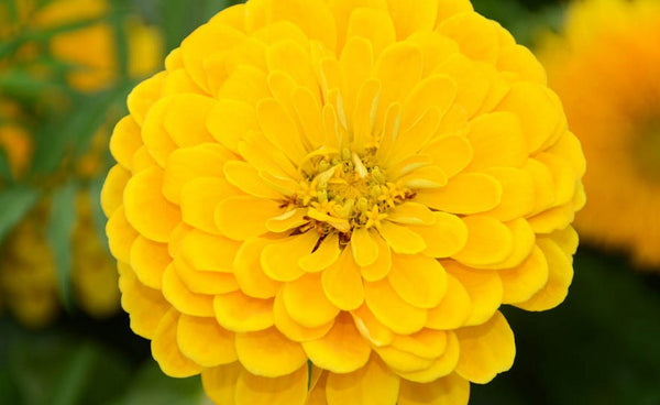 zinnia - canary yellow